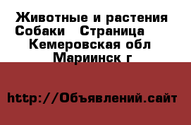 Животные и растения Собаки - Страница 11 . Кемеровская обл.,Мариинск г.